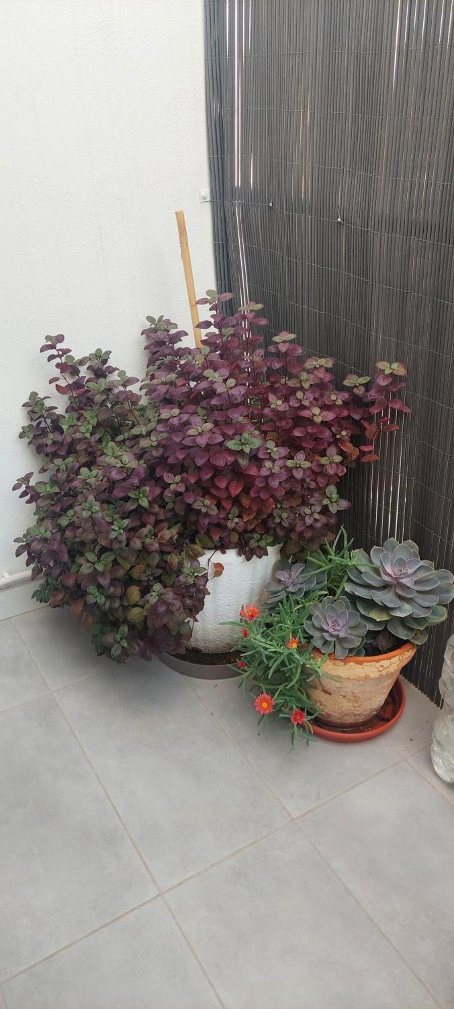 Apartamento La Union Castellón de la Plana Esterno foto